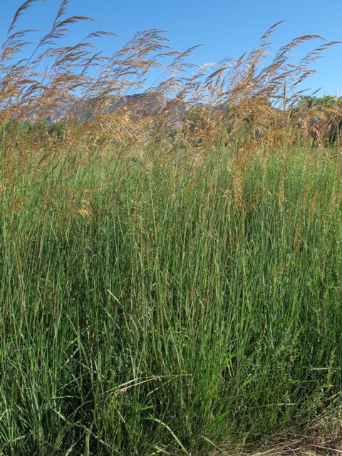 Sorghastrum nutans