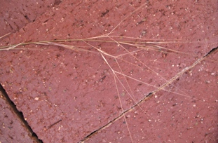 Aristida purpurea var. longiseta