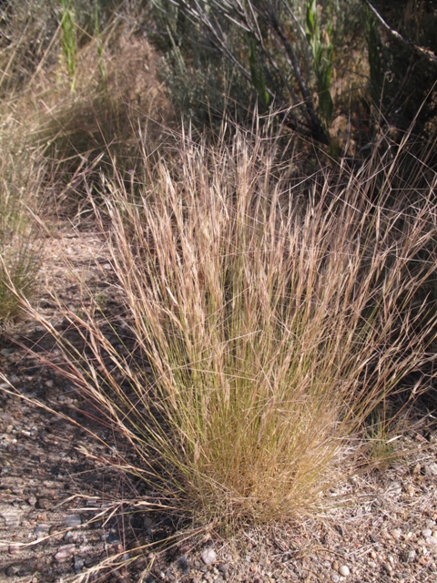 Aristida purpurea var. longiseta