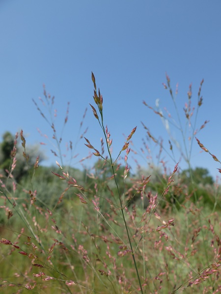 Panicum virgatum