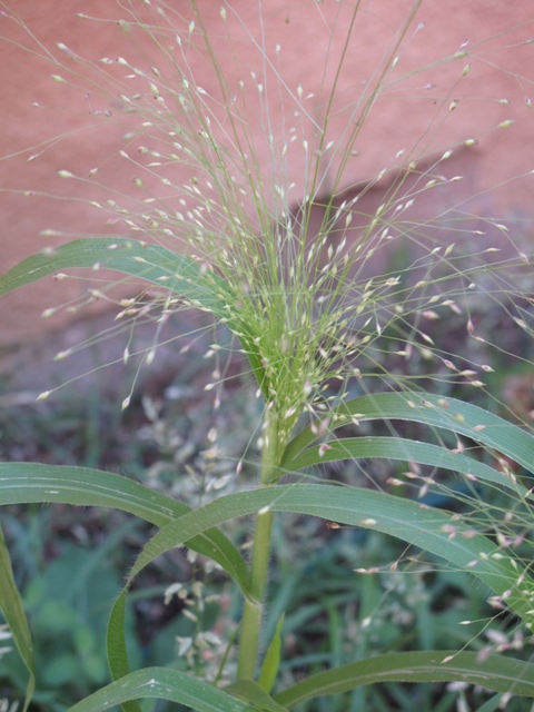 Panicum capillare