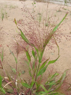 witchgrass