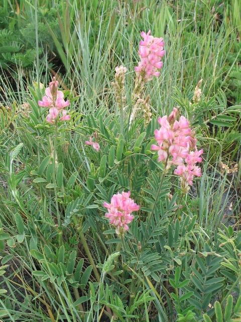 Onobrychis viciifolia