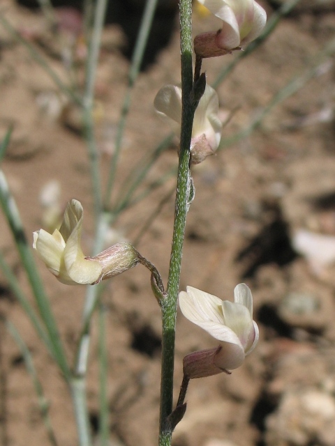 Astragalus ceramicus var. filifolius