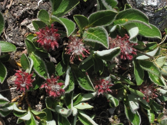 Salix arctica