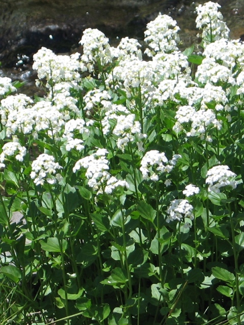 Cardamine cordifolia