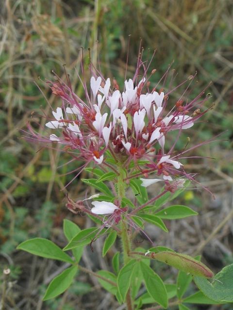 Polanisia dodecandra