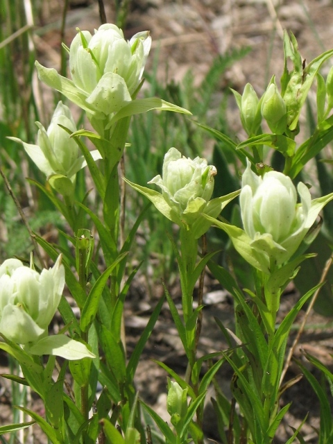 Castilleja sulphurea