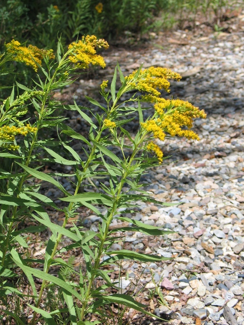 Solidago missouriensis