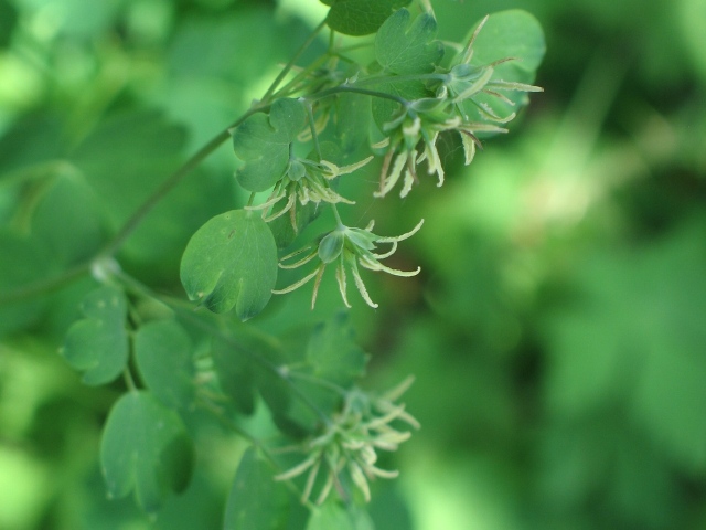 Thalictrum fendleri