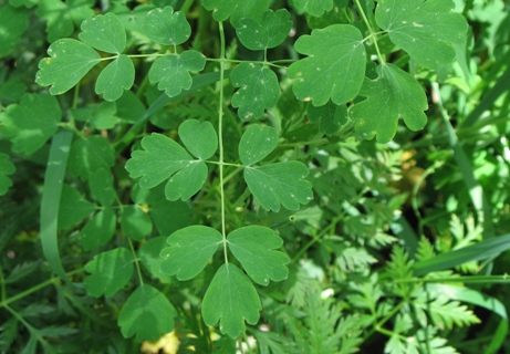 Thalictrum fendleri