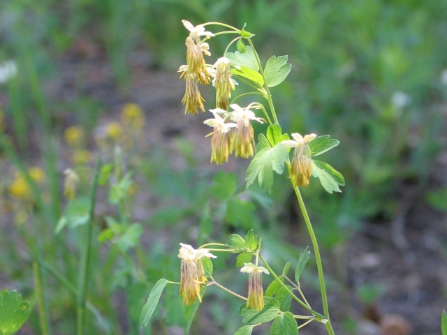 Thalictrum fendleri