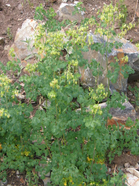 Thalictrum fendleri