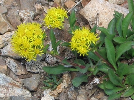 Solidago glutinosa