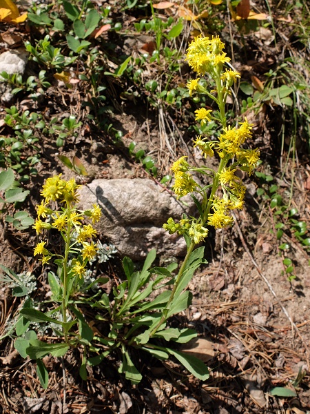 Solidago glutinosa