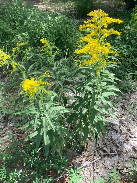 Solidago altissima