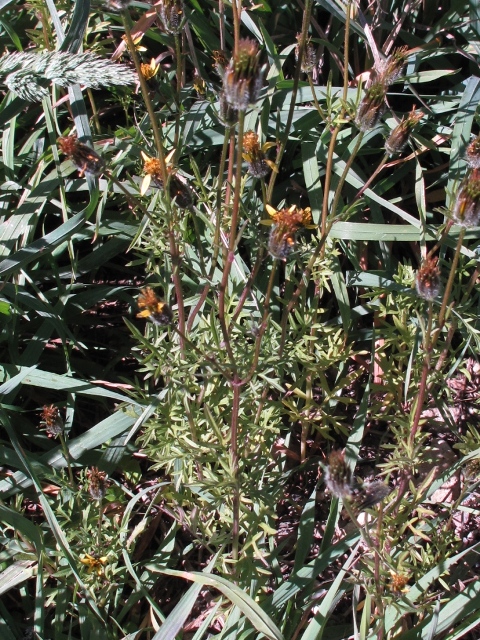 Bidens tenuisecta