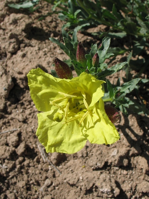 Calylophus hartwegii
