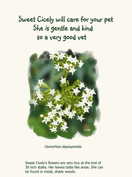 Sweet Cicely