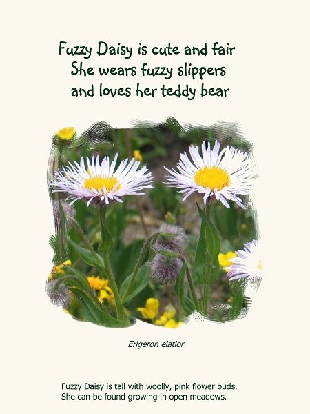 Fuzzy Daisy