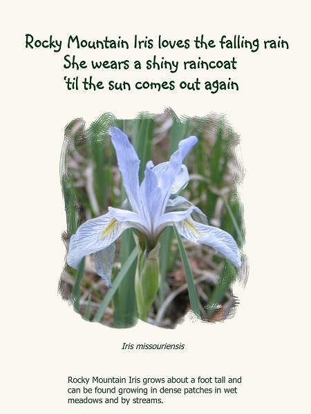 Rocky Mountain Iris