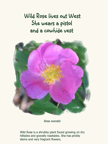 Wild Rose