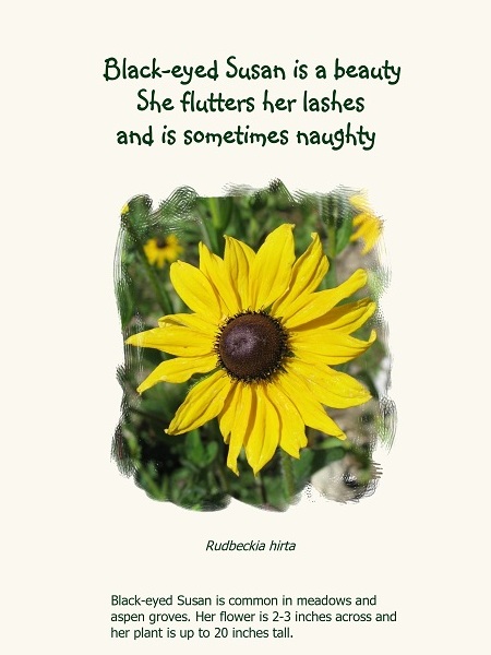 Black-eyed Susan