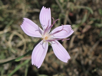 Stephanomeria pauciflora 