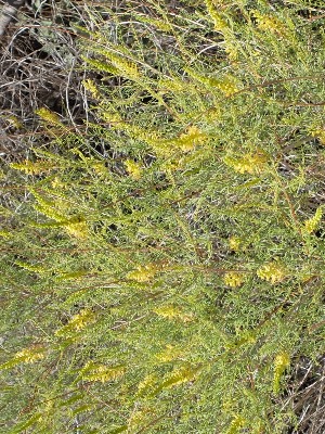 Parryella filifolia