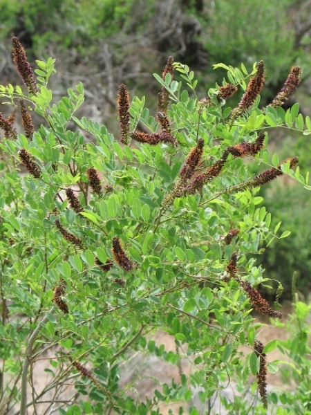 False Indigo Bush : Amorpha fruticosa