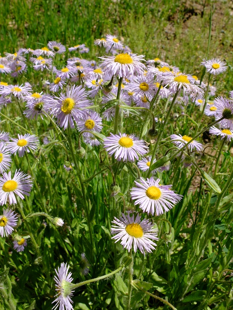 Daisies : Erigeron