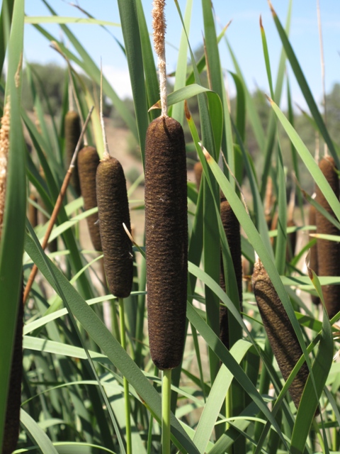 Typha latifolia