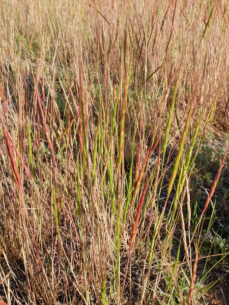 Jointed Goatgrass : Aegilops cylindrica