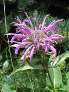 Monarda fistulosa