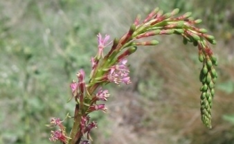 Gaura parviflora