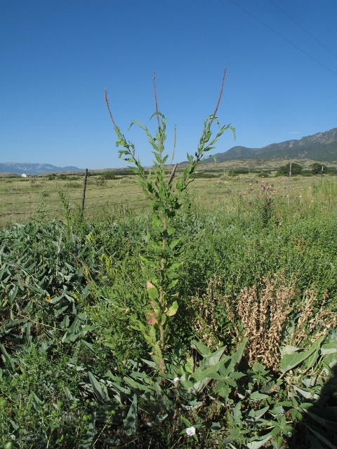 Gaura parviflora