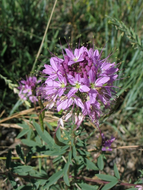 Rocky Mountain Beeplant : Cleome serrulata