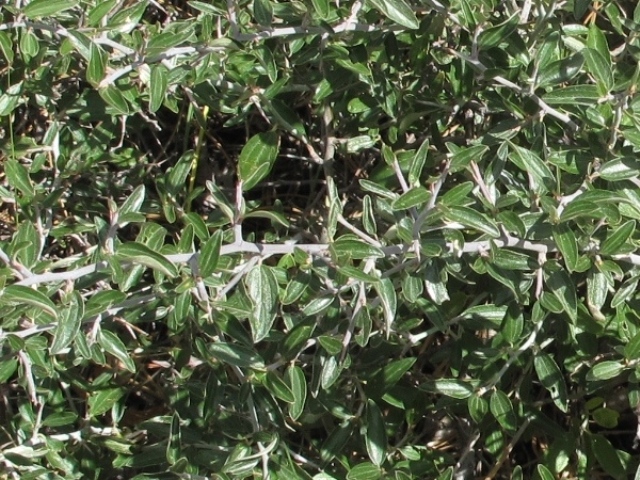 Ceanothus fendleri