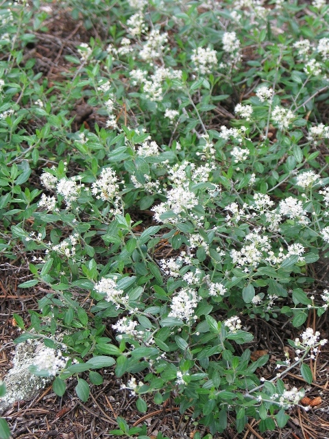 Ceanothus velutinus