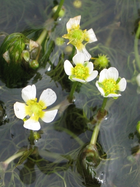Water Crowfoot : Ranunculus aquatilis