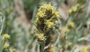Artemisia arbuscula