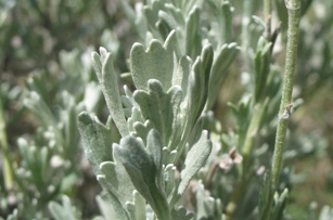 Sagebrush : Artemisia