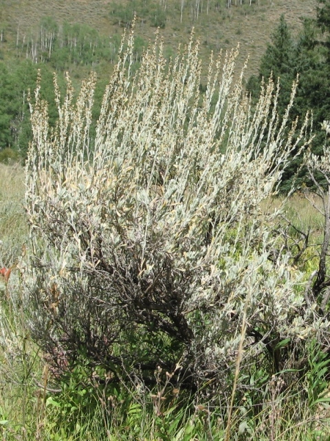 Artemisia tridentata