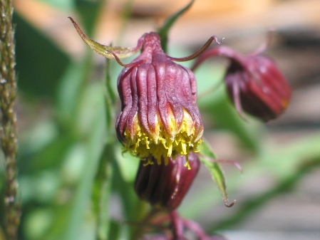 Nodding Ragwort : Senecio bigelovii