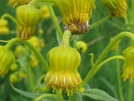 Nodding Ragwort : Senecio bigelovii