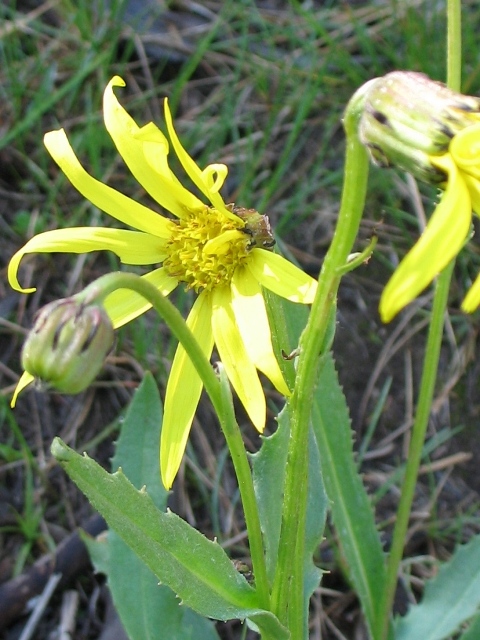 Alpine Ragwort : Senecio spp