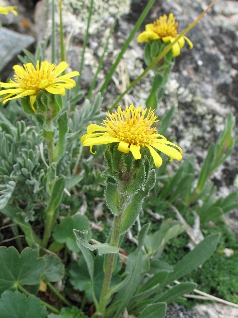 Alpine Goldenweeds : Tonestus