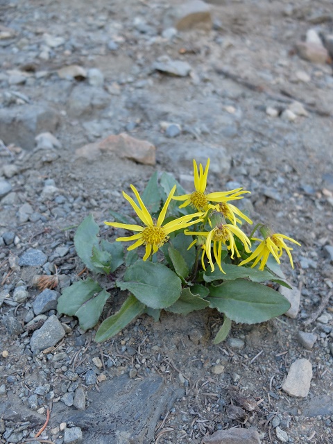 Alpine Ragwort : Senecio spp