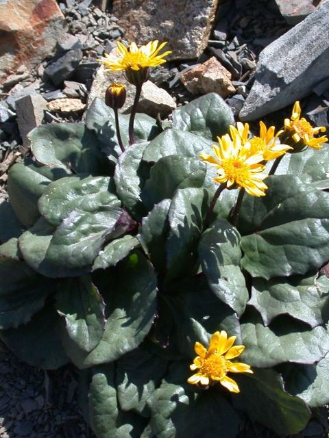 Alpine Ragwort : Senecio spp