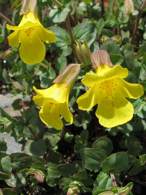 Yellow Monkey Flower : Mimulus guttatus